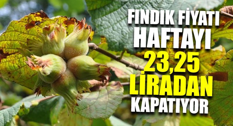 Fındık Fiyatı Haftayı 23,25 Liradan Kapatıyor    