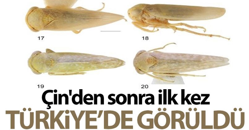 Bu böcek dünyada ikinci, Türkiye'de ilk defa Elazığ'da görüldü