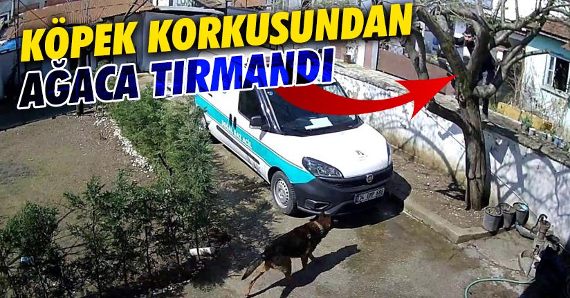Kargo bıraktığı evin bahçesindeki köpekten korkup ağaca tırmandı