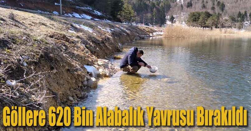 Bolu’da göllere 620 bin alabalık yavrusu bırakıldı