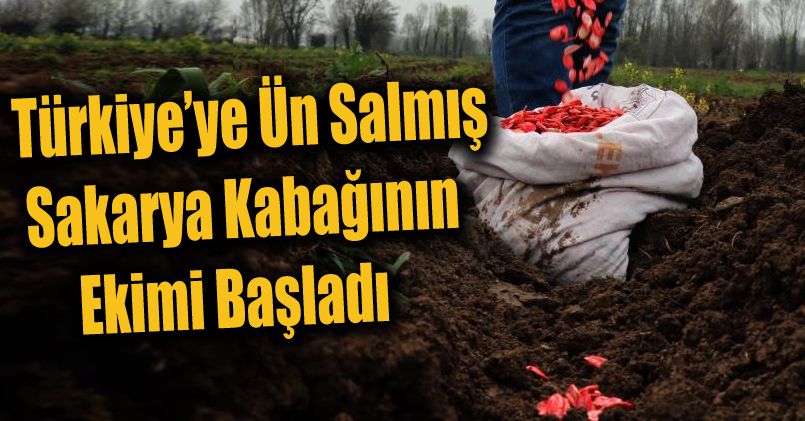 Türkiye’ye ün salmış Sakarya kabağının ekimi başladı
