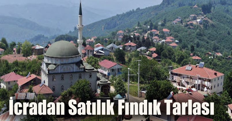 İcradan Satılık Fındık Tarlası