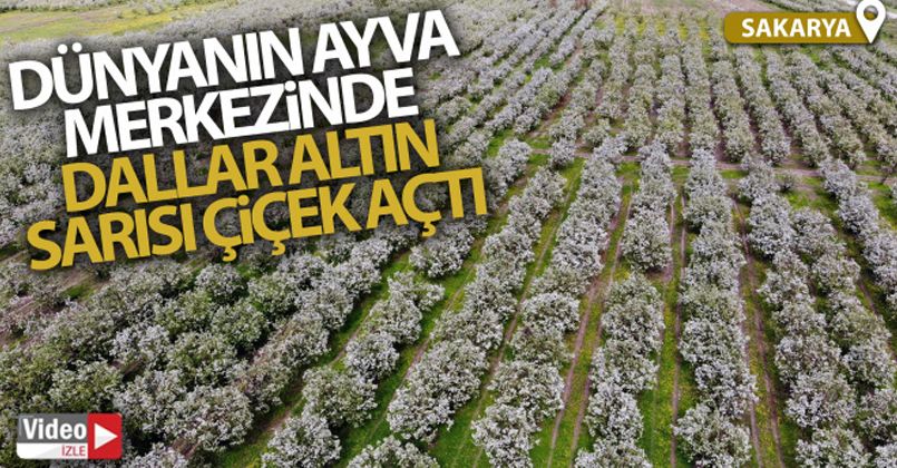 Dünyanın ayva merkezinde dallar altın sarısı çiçek açtı