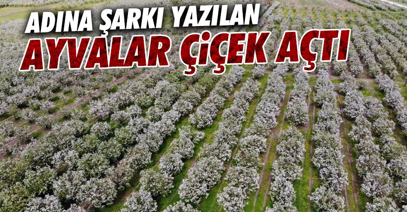 Dünyanın ayva merkezinde dallar altın sarısı çiçek açtı