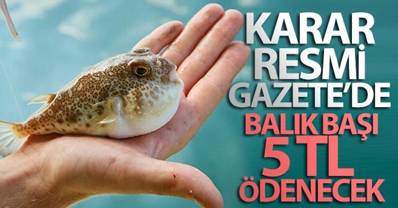 Balon balığı avcılığının desteklenmesine ilişkin karar Resmi Gazetede yayımlandı