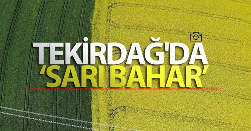 Tekirdağ'da ‘Sarı bahar'