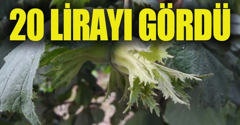 Sezon öncesi fındık fiyatları 20 lirayı gördü