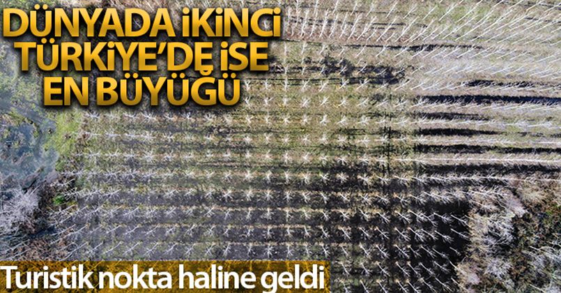 Dünyada ikinci, Türkiye'de ise tek parça halindeki en büyük longoz