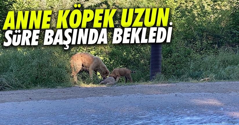 Anne köpek, yavrusunun ölüsünü yol kenarına taşıdı