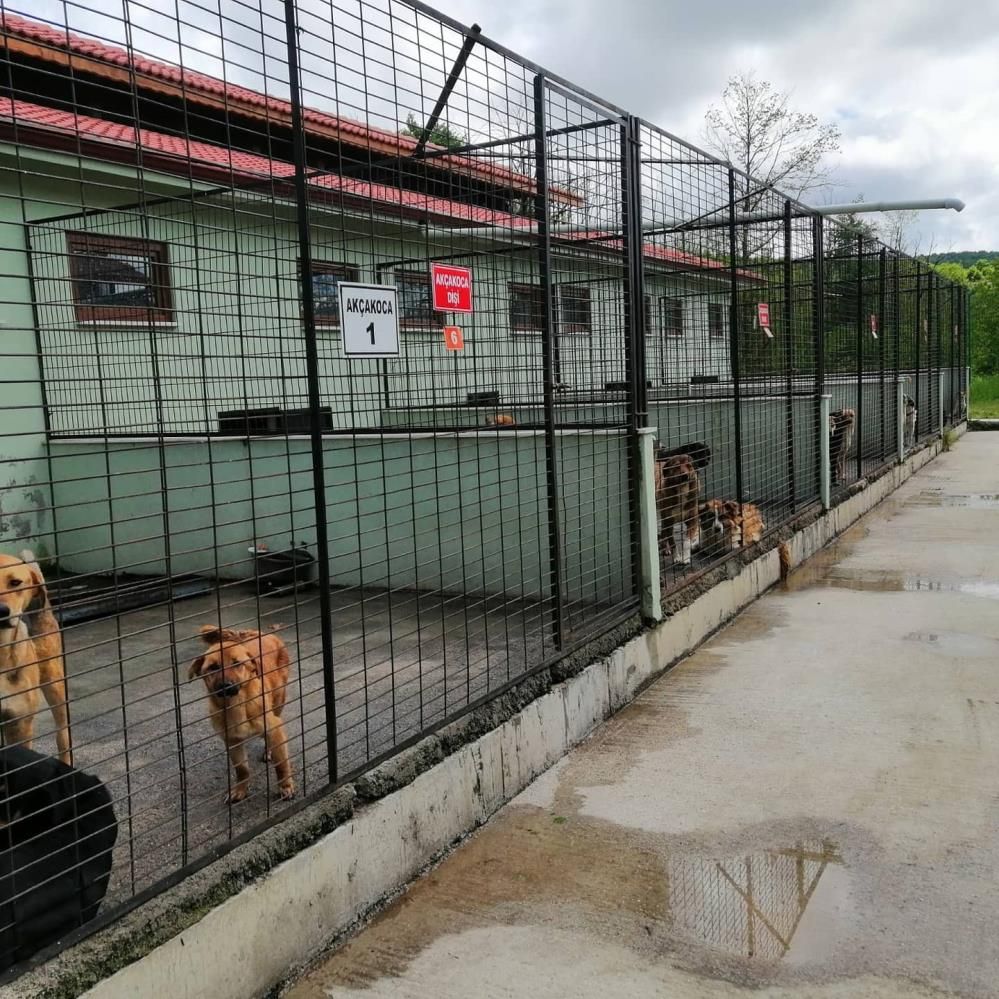 Hayvan bakım evi Düzce,Yerel Haberleri Düzce Tv