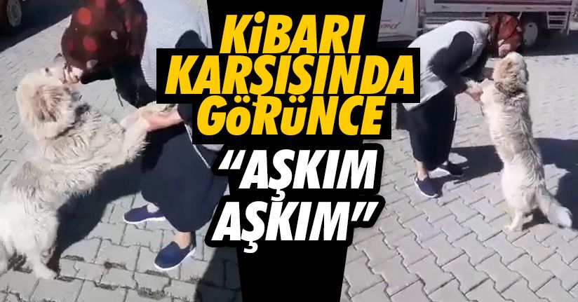 Kaybolan köpeğin sahibiyle buluşma anları duygulandırdı
