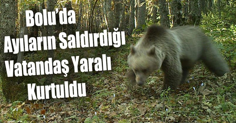 Bolu’da ayıların saldırdığı vatandaş yaralı kurtuldu