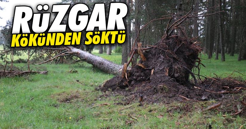 Kuvvetli rüzgar dev ağaçları kökünden söktü