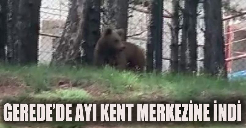 Kent merkezine inen ayıyı gören cep telefona sarıldı