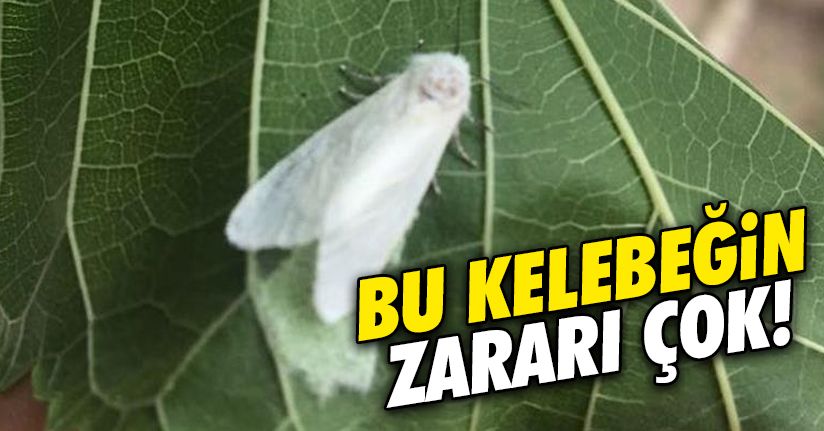 628 farklı bitki türüne zarar veriyor