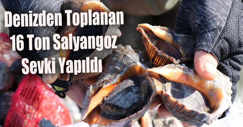 Denizden toplanan 16 ton salyangoz sevki yapıldı