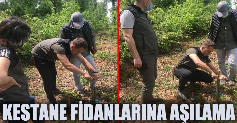 Kestane fidanlarına aşılama devam ediyor