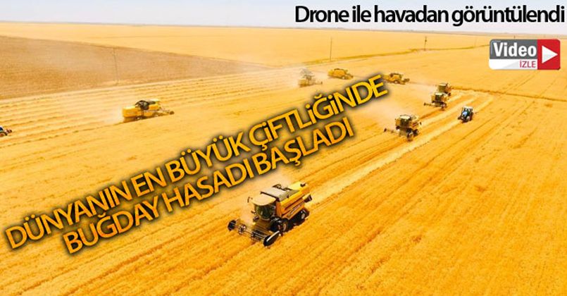 Dünyanın en büyük çiftliğinde buğday hasadı başladı