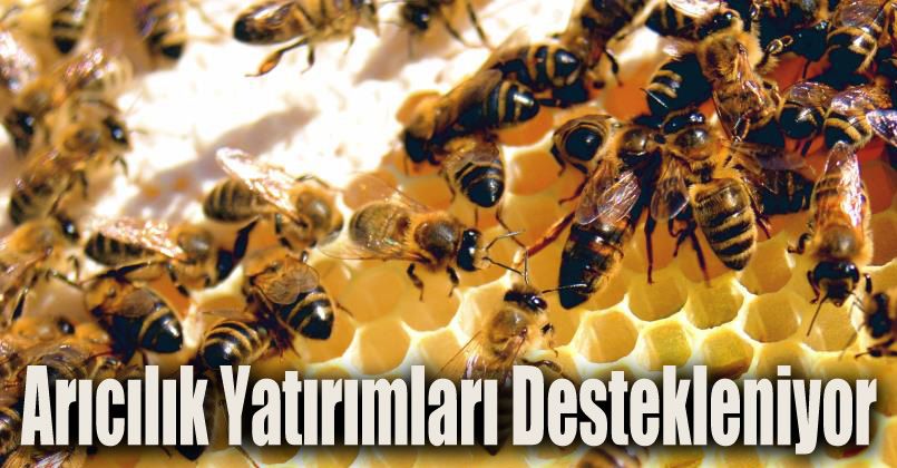 Arıcılık yatırımları destekleniyor