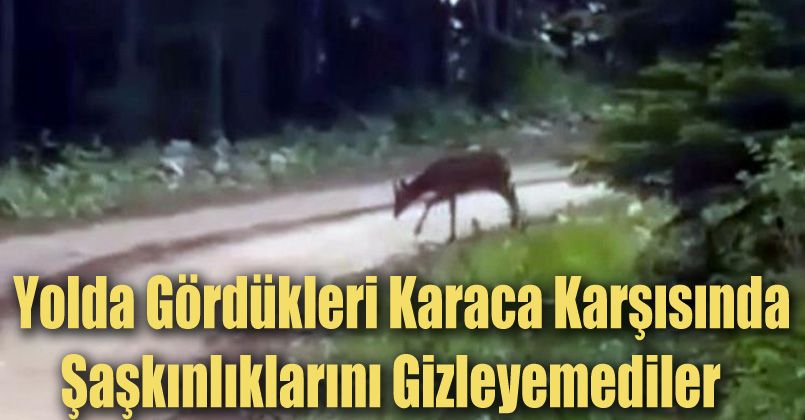 Yolda gördükleri karaca karşısında şaşkınlıklarını gizleyemediler