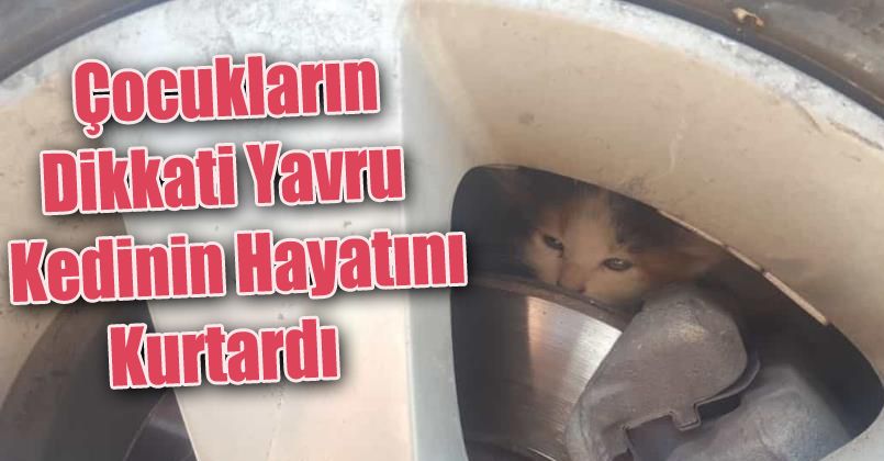 Çocukların dikkati yavru kedinin hayatını kurtardı