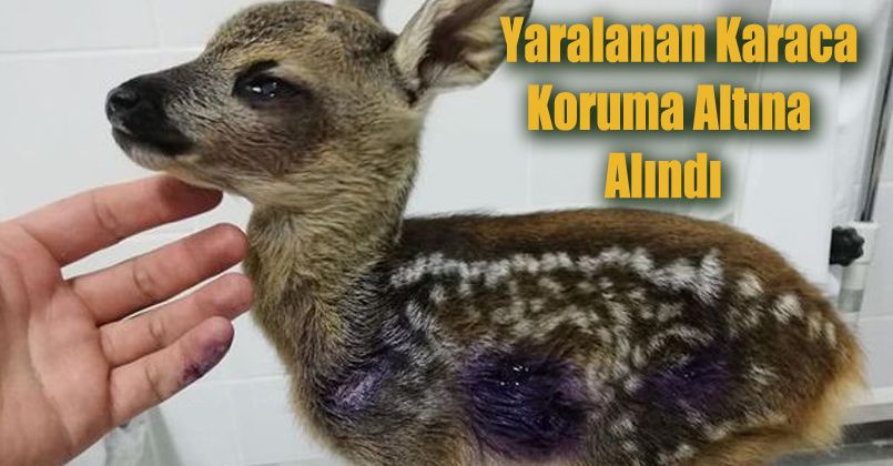 Yaralanan Karaca koruma altına alındı