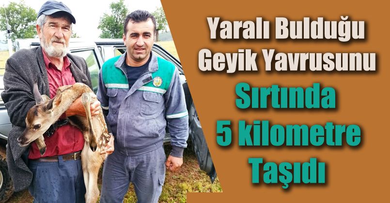 Yaralı bulduğu geyik yavrusunu sırtında 5 kilometre taşıdı