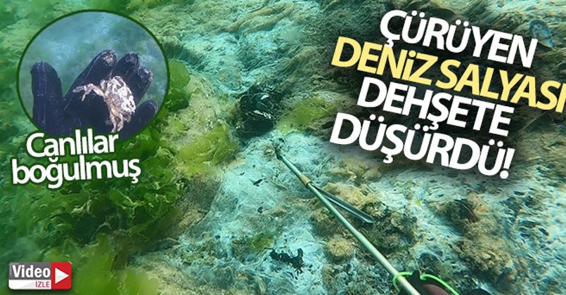 Çürüyen deniz salyası dehşete düşürdü
