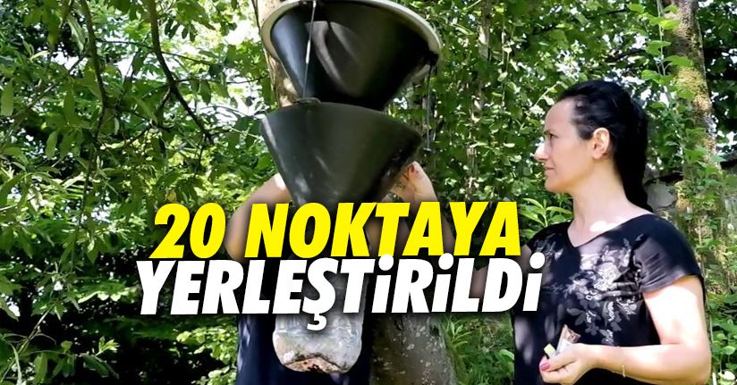 Kahverengi Kokarcalar için tuzaklar asıldı