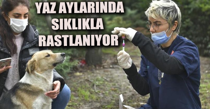 2 bin 131 köpeğe kuduz aşısı uygulandı