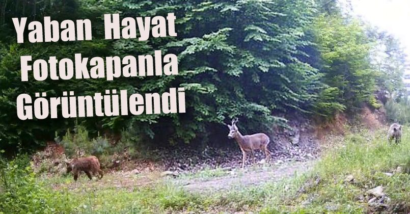 Yaban hayat fotokapanla görüntülendi