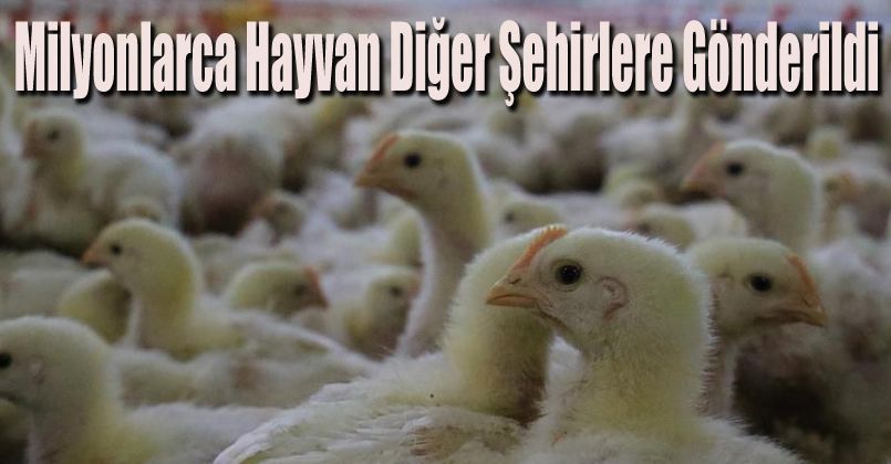 Milyonlarca hayvan diğer şehirlere gönderildi