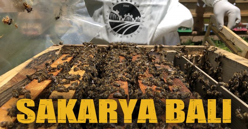 Sakarya balı, 5 ülkeye ihracat için hazırlanıyor