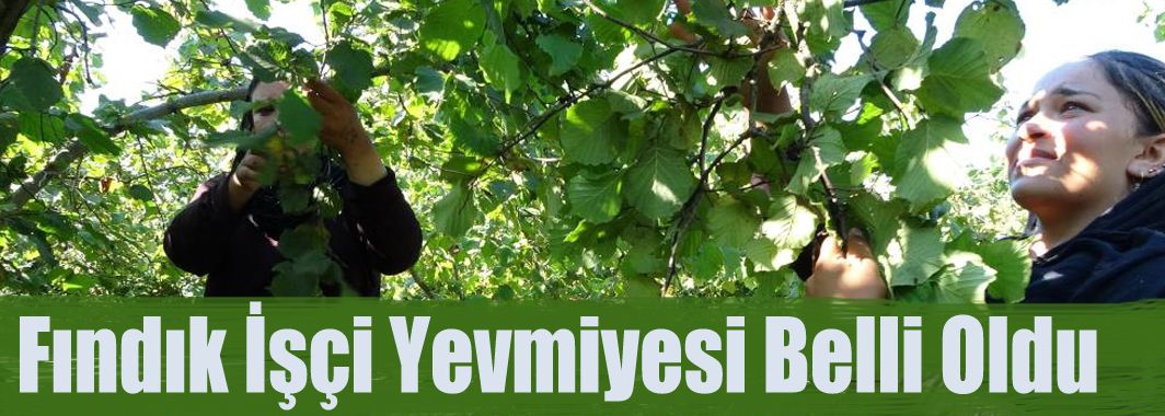 Fındık İşçi Yevmiyesi Belli Oldu