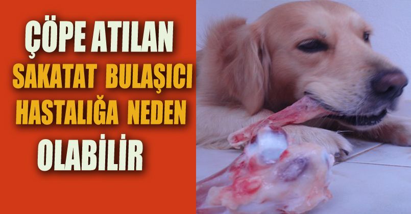 Çöpe atılan sakatat bulaşıcı hastalığa neden olabilir