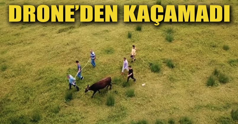 Kesilmekten son anda kurtuldu, drone'den kaçamadı