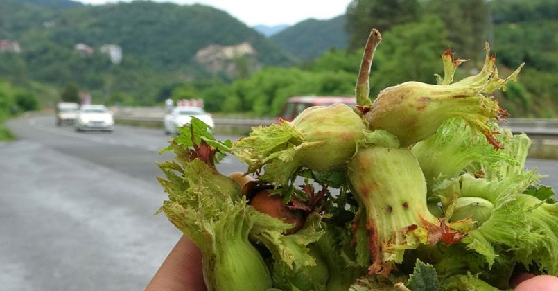 Sezonun ilk fındığı tezgahlarda