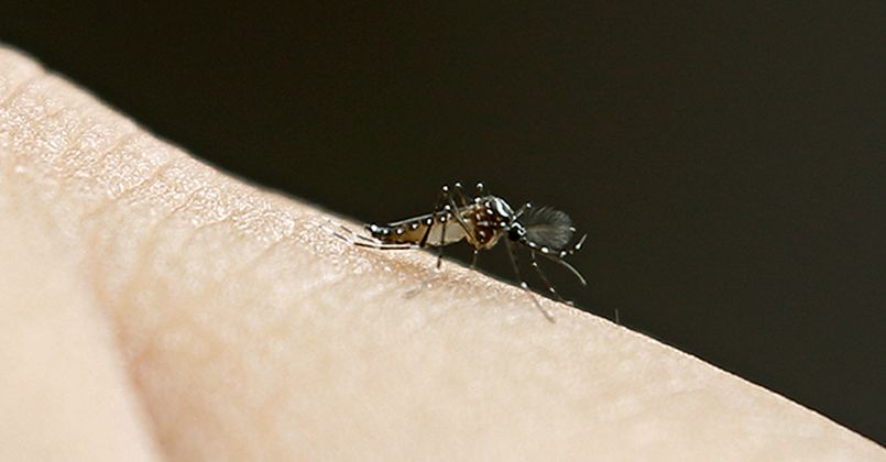 Çocuklarda sivrisinek ısırığı farklı reaksiyonlara neden olabilir