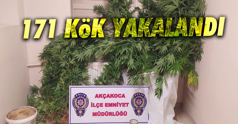 Fındıklık alanında kenevir yakalandı