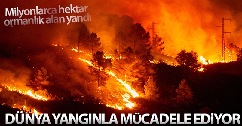 Dünya genelinde çıkan yangınlarda milyonlarca hektar ormanlık alan yandı