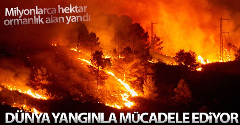 Dünya genelinde çıkan yangınlarda milyonlarca hektar ormanlık alan yandı