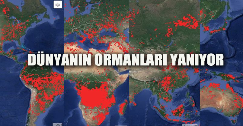 Dünyanın ormanları yanıyor