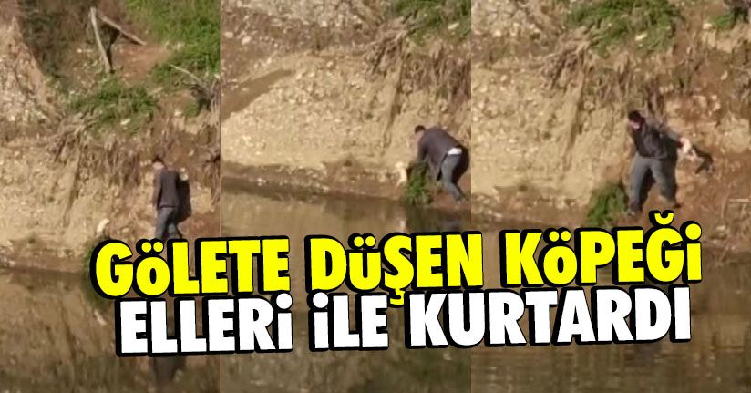 Gölete düşen yavru köpeği elleri ile kurtardı