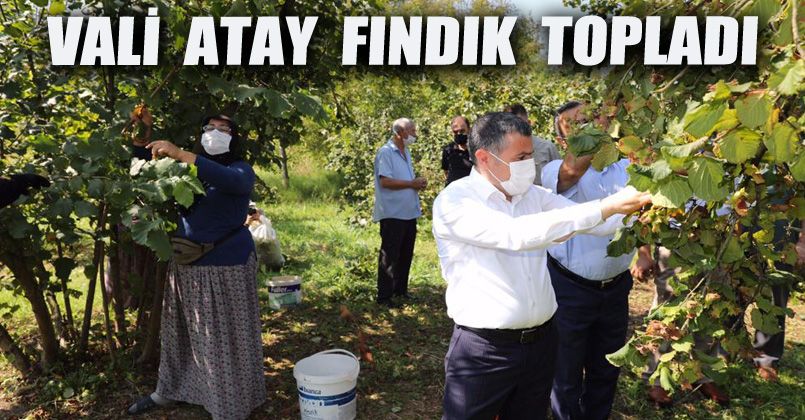Vali Atay Fındık Topladı
