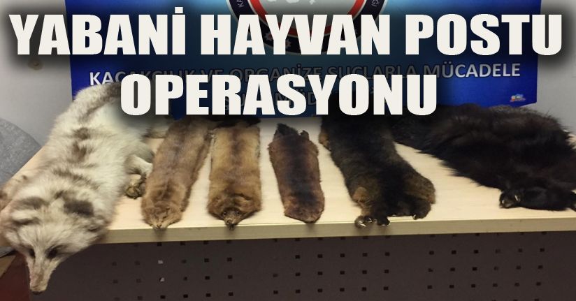 Yabani hayvan postu operasyonu