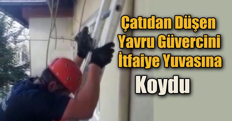 Çatıdan düşen yavru güvercini itfaiye yuvasına koydu