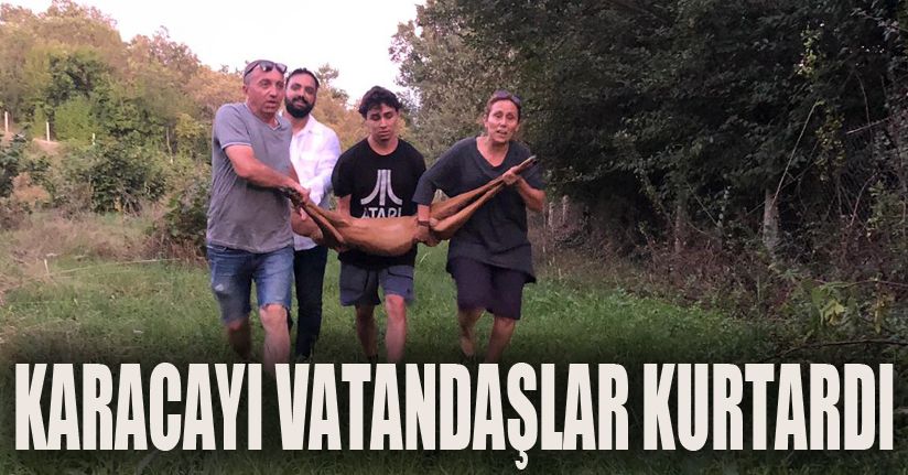 Bahçe tellerine takılan yavru karacayı vatandaşlar kurtardı