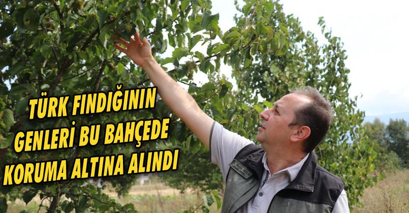 Türk fındığının genleri bu bahçede koruma altına alındı