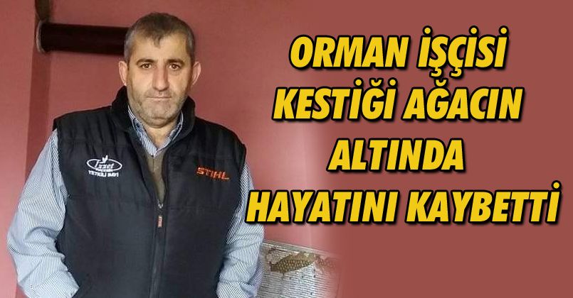 Orman işçisi kestiği ağacın altında hayatını kaybetti
