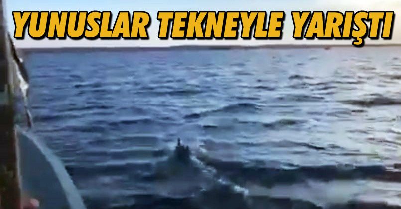 Yunuslar tekneyle yarıştı